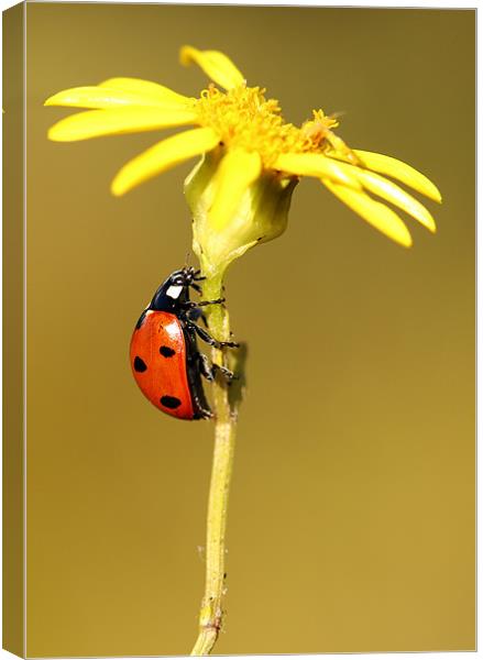 Ladybird Canvas Print by Grant Glendinning