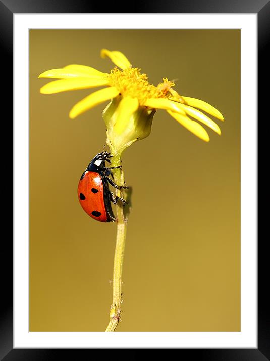 Ladybird Framed Mounted Print by Grant Glendinning