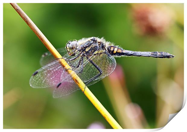 Black Darter Dragonfly Print by Grant Glendinning