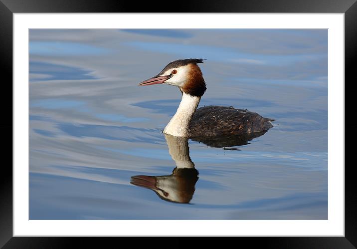 Great crested grebe Framed Mounted Print by Grant Glendinning