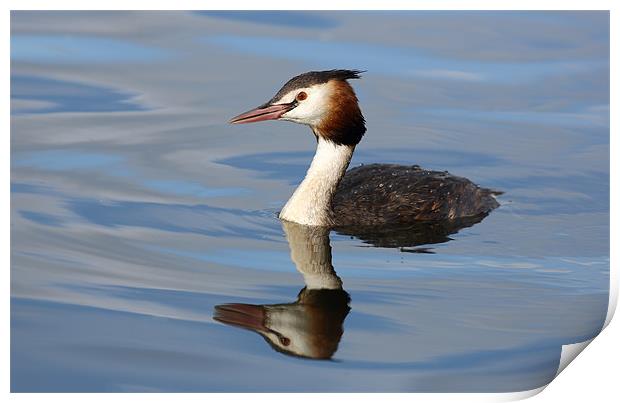 Great crested grebe Print by Grant Glendinning