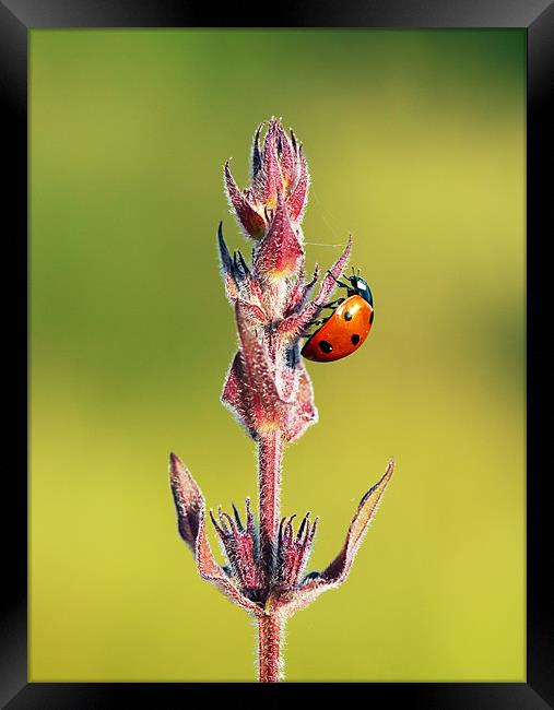 Ladybird Framed Print by Grant Glendinning