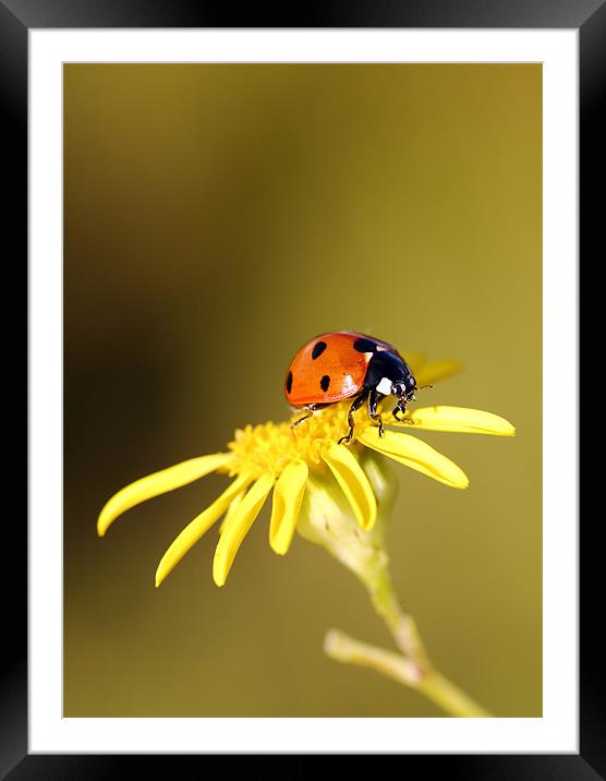 Ladybird Framed Mounted Print by Grant Glendinning