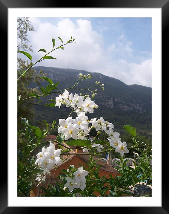 Jasmine With Mountains Beyond Framed Mounted Print by Les Morris