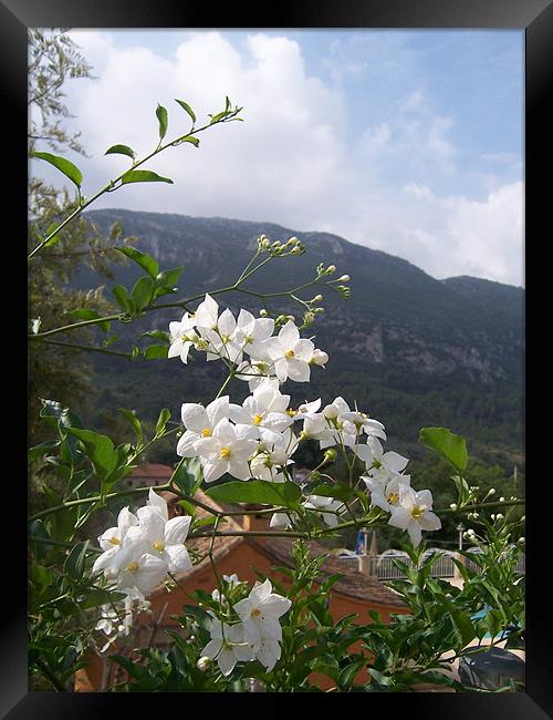 Jasmine With Mountains Beyond Framed Print by Les Morris