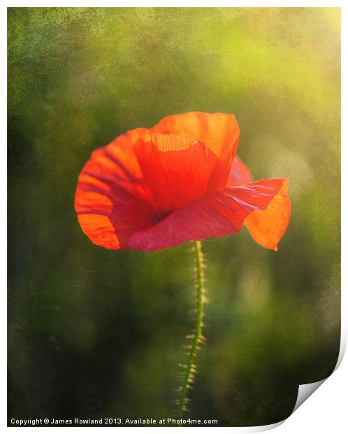 Poppy in the field Print by James Rowland