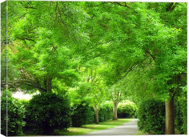 The Green Walk Canvas Print by Antoinette B
