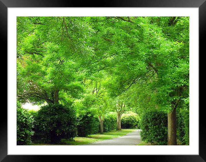 The Green Walk Framed Mounted Print by Antoinette B