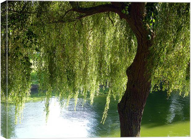 Weeping Willow Canvas Print by Antoinette B