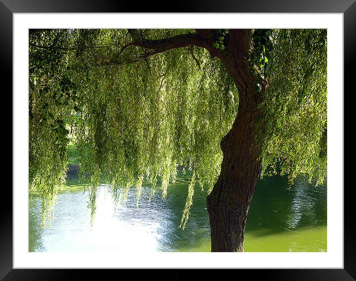 Weeping Willow Framed Mounted Print by Antoinette B