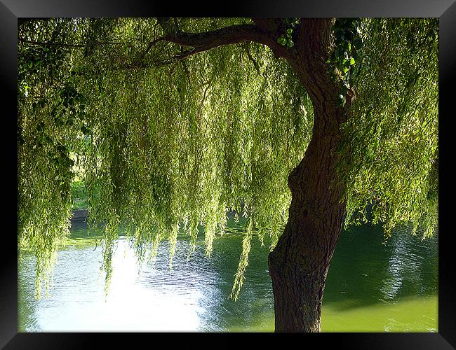 Weeping Willow Framed Print by Antoinette B