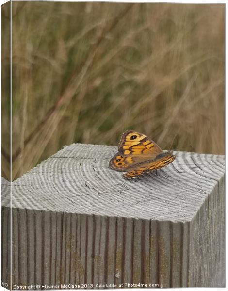 Sitting on the fence! Canvas Print by Eleanor McCabe