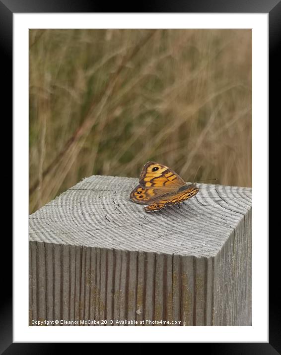 Sitting on the fence! Framed Mounted Print by Eleanor McCabe