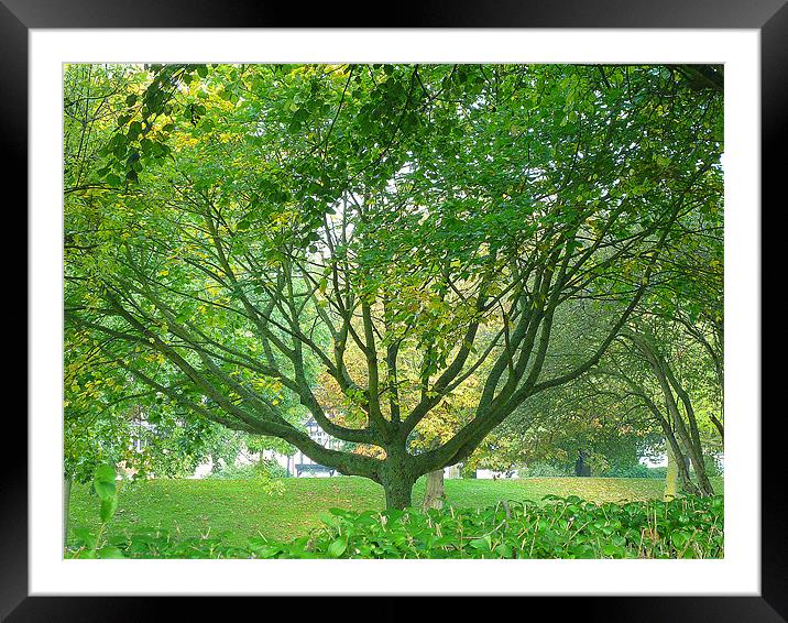 Through The Branches Framed Mounted Print by Antoinette B