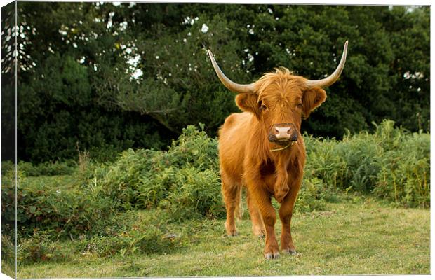 Highland Cow Canvas Print by Ian Jones