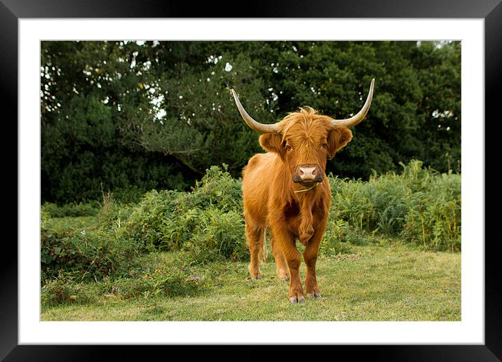 Highland Cow Framed Mounted Print by Ian Jones