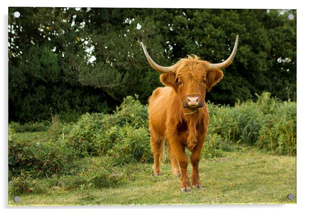Highland Cow Acrylic by Ian Jones