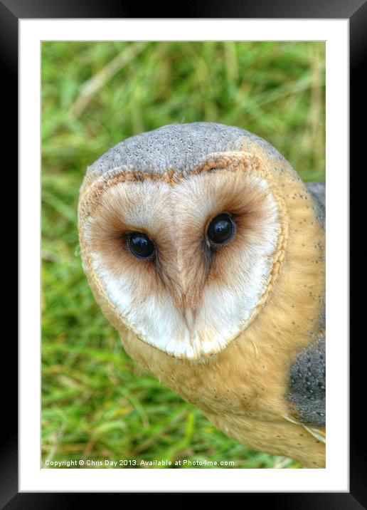 Barn Owl Framed Mounted Print by Chris Day