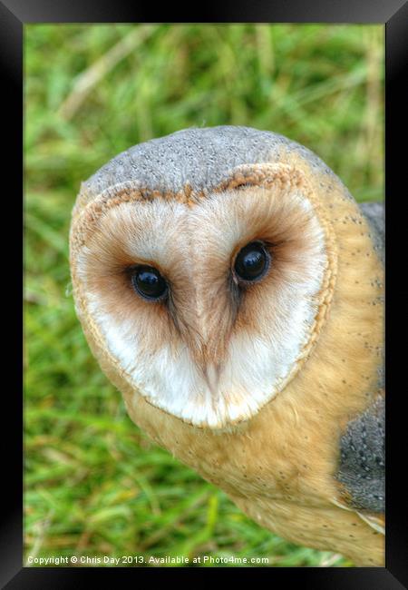 Barn Owl Framed Print by Chris Day