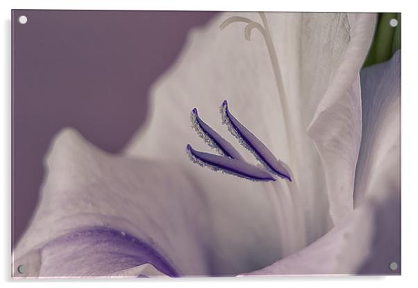 Gladiolus Acrylic by Dean Messenger