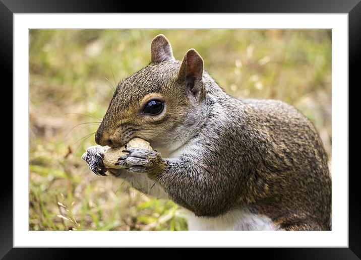 Grey Squirrel with Peanut Framed Mounted Print by Dean Messenger