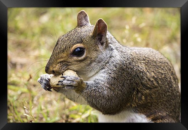 Grey Squirrel with Peanut Framed Print by Dean Messenger