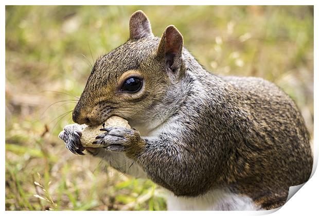 Grey Squirrel with Peanut Print by Dean Messenger