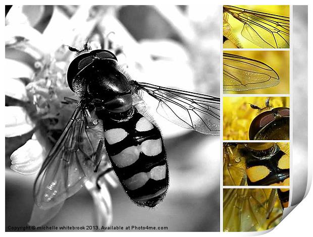 Hover fly multi Print by michelle whitebrook