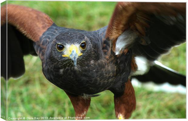 Harris Hawk Canvas Print by Chris Day