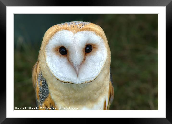 Barn Owl Framed Mounted Print by Chris Day