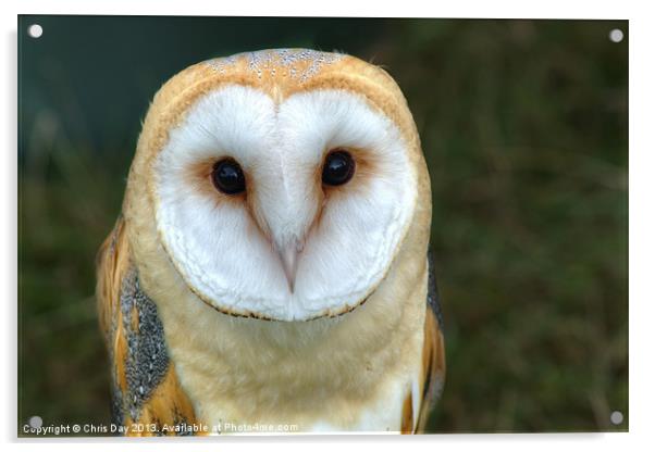 Barn Owl Acrylic by Chris Day