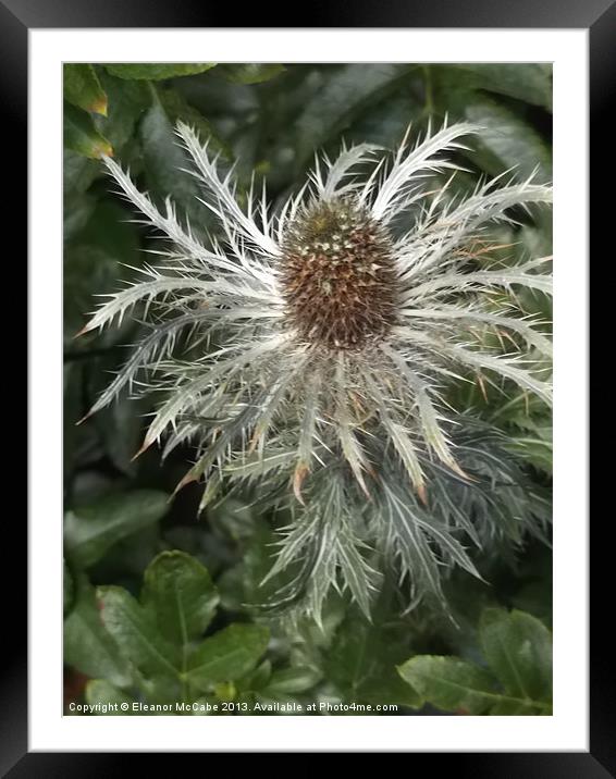 Thistle Twizzle! Framed Mounted Print by Eleanor McCabe