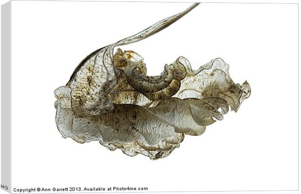 Skeleton Physalis Leaf Canvas Print by Ann Garrett