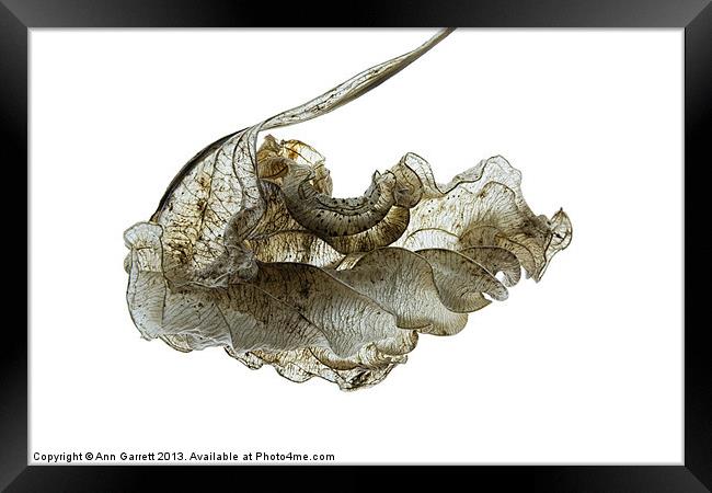 Skeleton Physalis Leaf Framed Print by Ann Garrett
