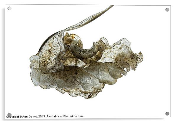 Skeleton Physalis Leaf Acrylic by Ann Garrett