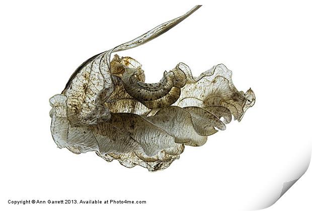 Skeleton Physalis Leaf Print by Ann Garrett