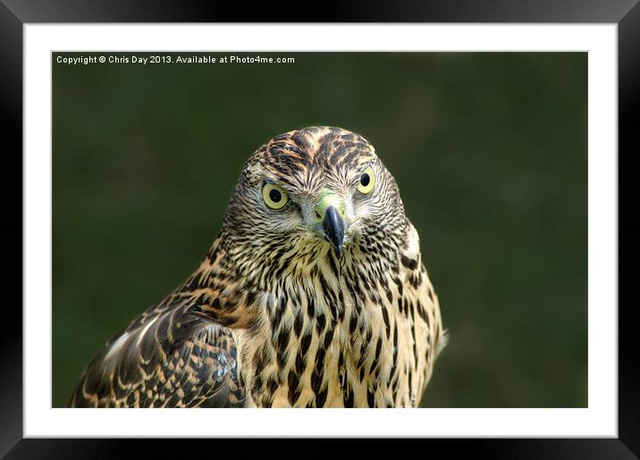 Goshawk Framed Mounted Print by Chris Day