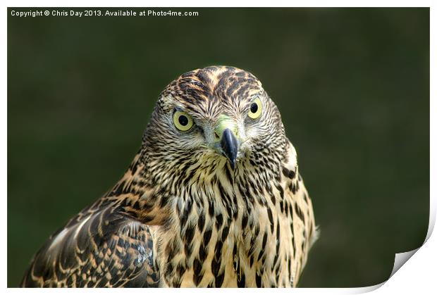 Goshawk Print by Chris Day