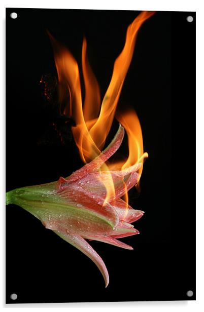 FLOWER POWER Acrylic by Noel Mealy