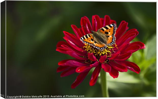 Chrysanthemum & Small Tortoiseshell Butterfly Canvas Print by Debbie Metcalfe