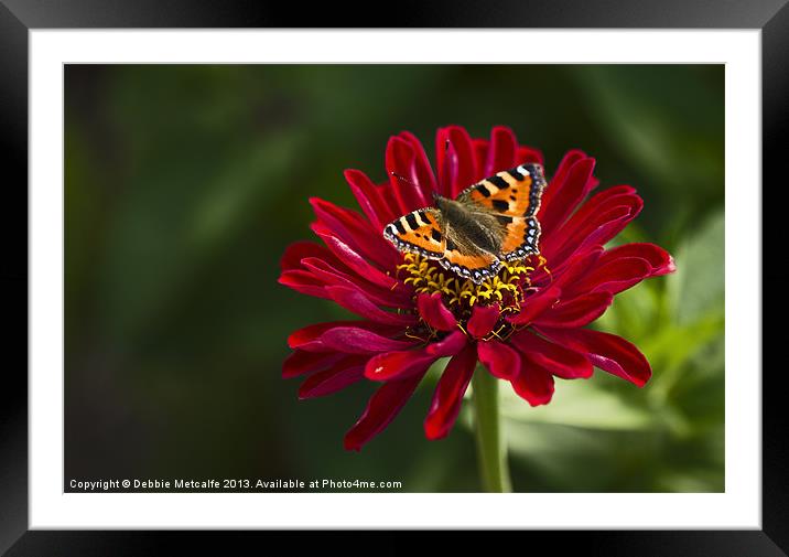 Chrysanthemum & Small Tortoiseshell Butterfly Framed Mounted Print by Debbie Metcalfe