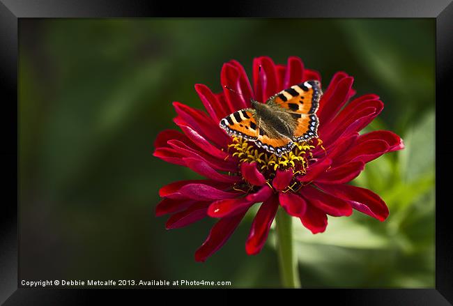 Chrysanthemum & Small Tortoiseshell Butterfly Framed Print by Debbie Metcalfe