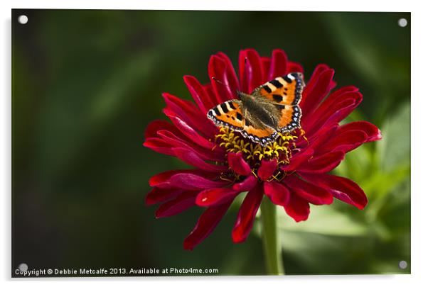 Chrysanthemum & Small Tortoiseshell Butterfly Acrylic by Debbie Metcalfe