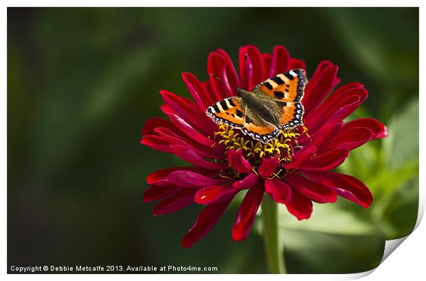 Chrysanthemum & Small Tortoiseshell Butterfly Print by Debbie Metcalfe