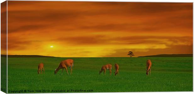GRAZING TIME ON THE PLAINS Canvas Print by Tom York
