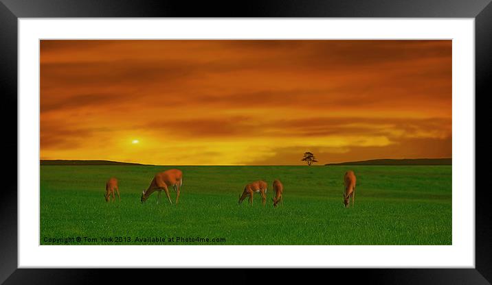 GRAZING TIME ON THE PLAINS Framed Mounted Print by Tom York