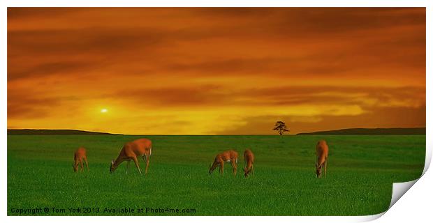 GRAZING TIME ON THE PLAINS Print by Tom York