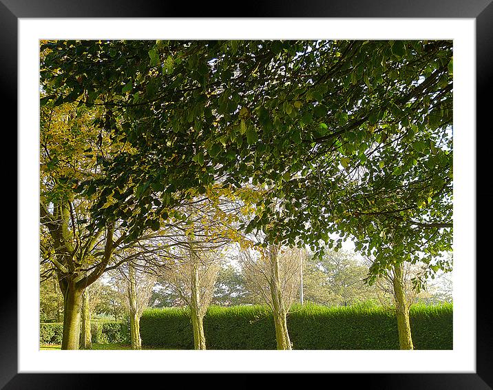 Early Autumn Trees Framed Mounted Print by Antoinette B