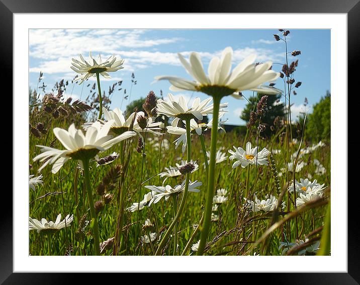 Daisies in a meadow Framed Mounted Print by Antoinette B
