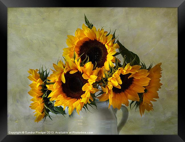 Sunflowers Framed Print by Sandra Pledger